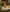Huile D'Argan Musc Artisanale