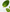 Huile Essentielle Menthe Verte