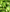 Piments Verts au vinaigre de cidre